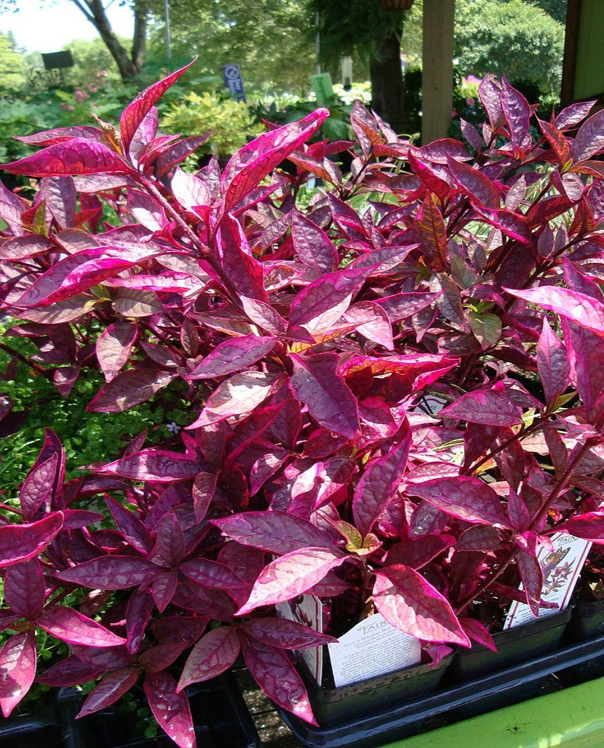 Joseph’s Coat “Multi-Color Hedge” (Alternathera sp.) product photo