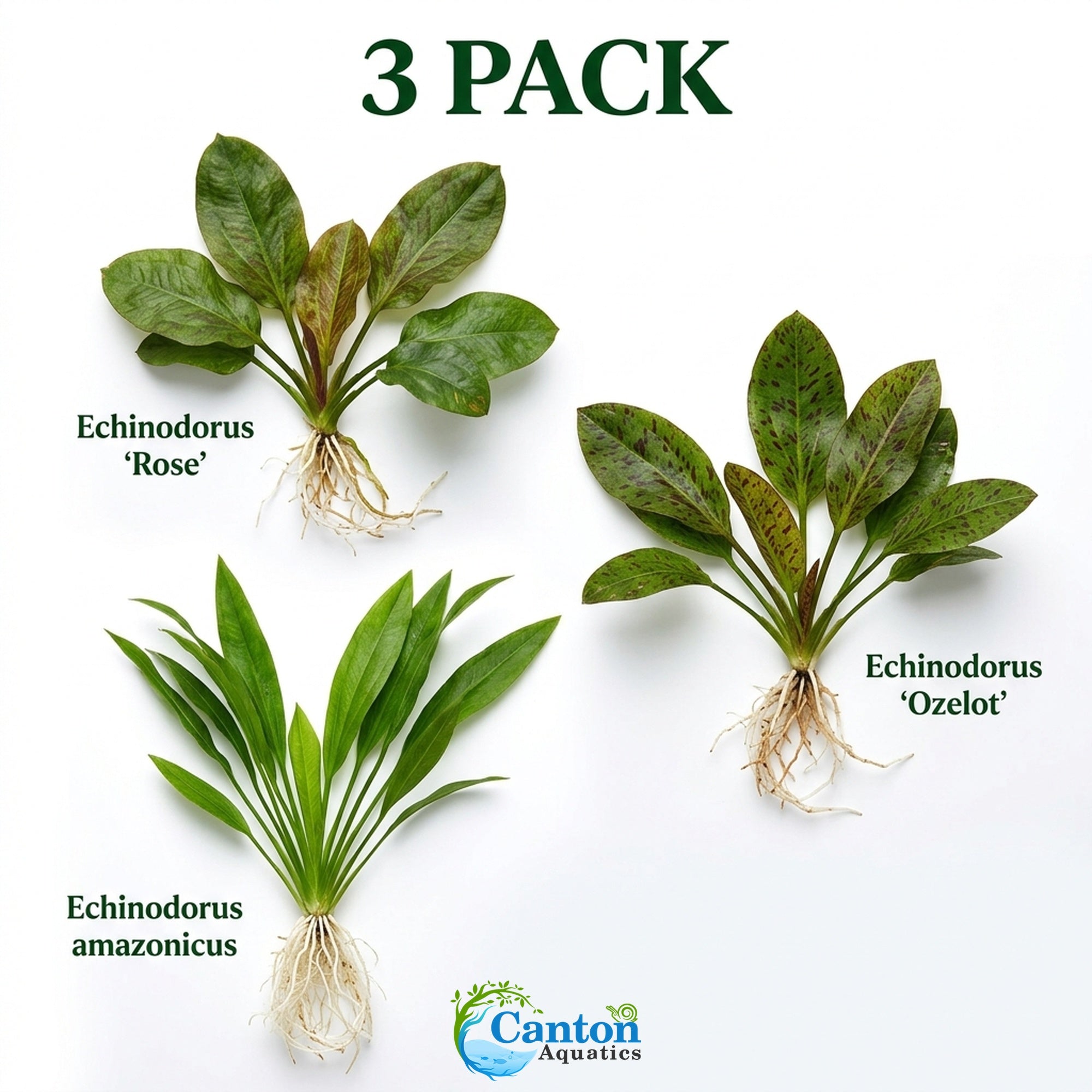 Amazon Sword Assorted Bundle freshwater aquatic plant