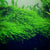 Java Moss "Taxiphyllum Barbieri" aquascaping plant