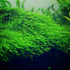 Java Moss "Taxiphyllum Barbieri" in freshwater aquarium