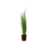 == Hairgrass (Eleocharis Vivipara) Rooted In 2" Pot Live Aquarium Plants==