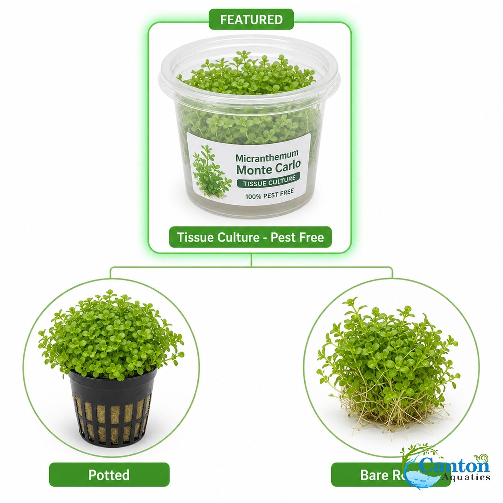 Micranthemum Monte Carlo Tissue Culture Aquarium Plant In Vitro Pest Free - Additional angle 4