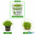 Micranthemum Monte Carlo Tissue Culture Aquarium Plant In Vitro Pest Free - Additional angle 4