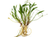 Chain Sword Narrow Leaf Hellanthium Bolivianum plant care and growth