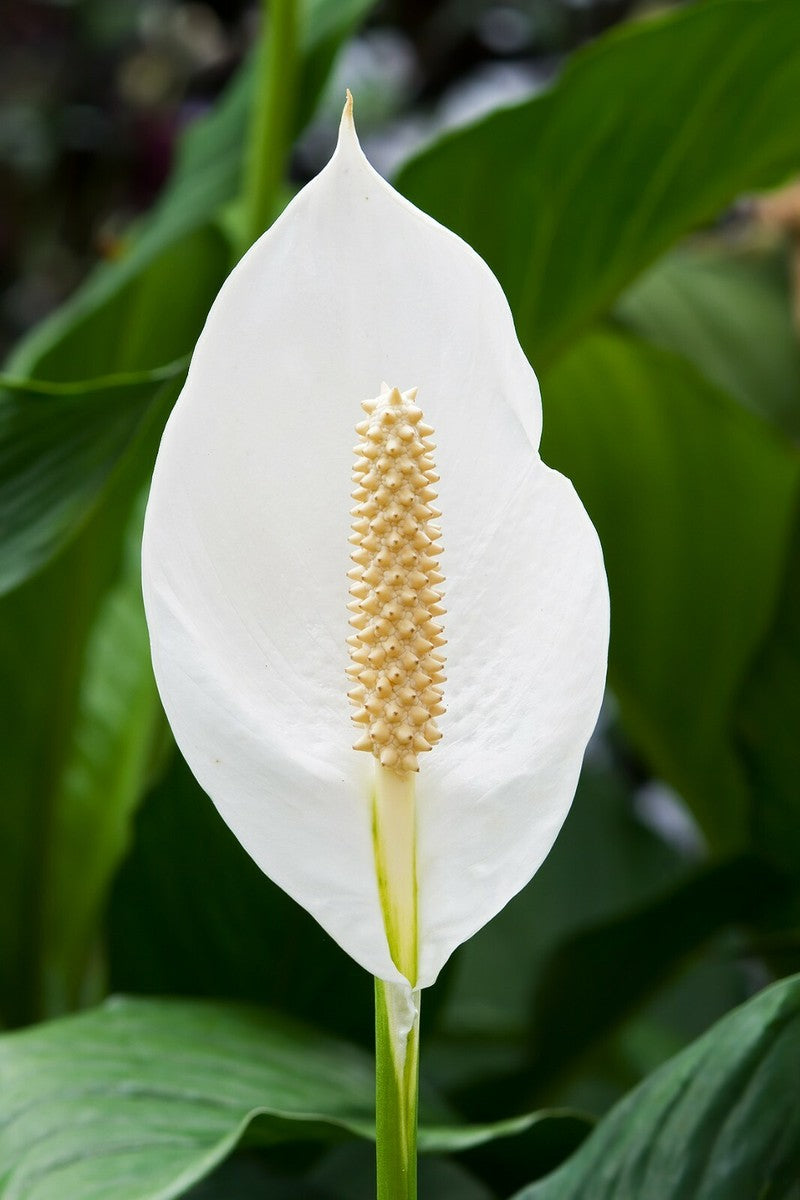 peace lily aquarium plant Brazilian Sword “Peace Lily” (Spathiphyllum sp)... – Canton Aquatics