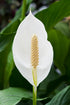 Brazilian Sword “Peace Lily” (Spathiphyllum sp)