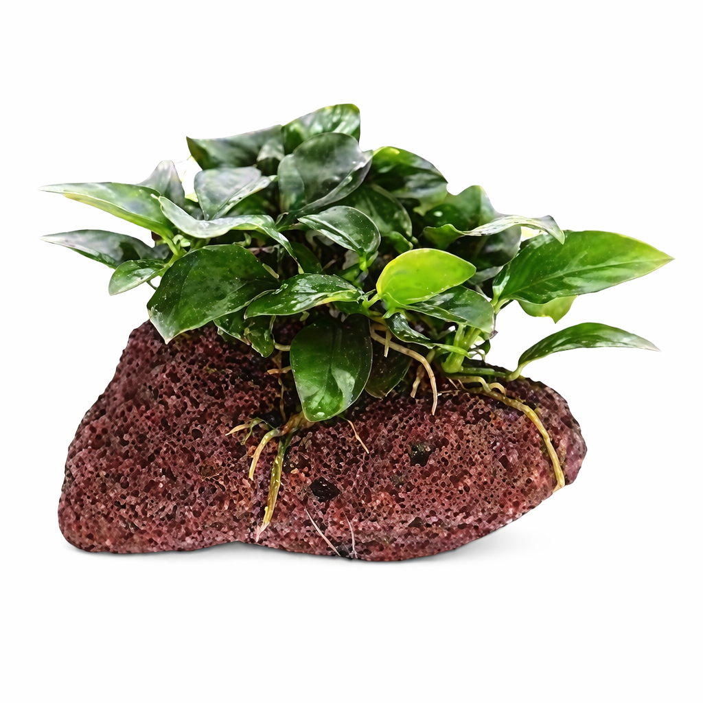 Large Anubias on Lava Rock Live Aquarium Plant, Freshwater Rhizome Plant Ready to Place