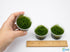 Weeping Moss Live Aquarium Plant 3 Pack 4oz Cups Freshwater Fish Tanks from Canton Aquatics