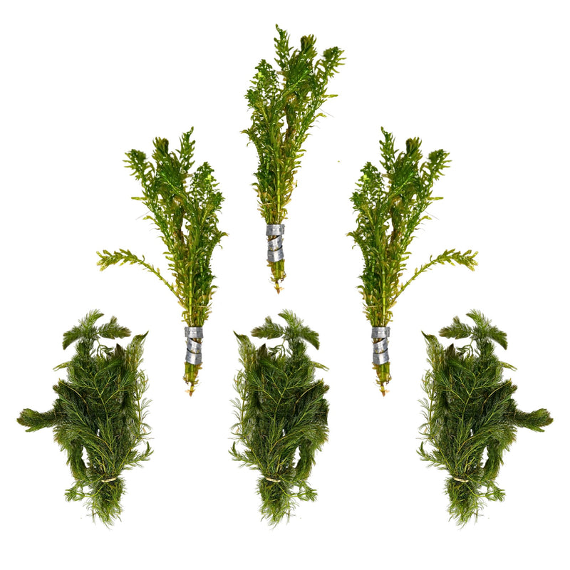 Thriving Waters Bundle: Lush Anacharis & Hornwort for Healthy Aquariums and Ponds