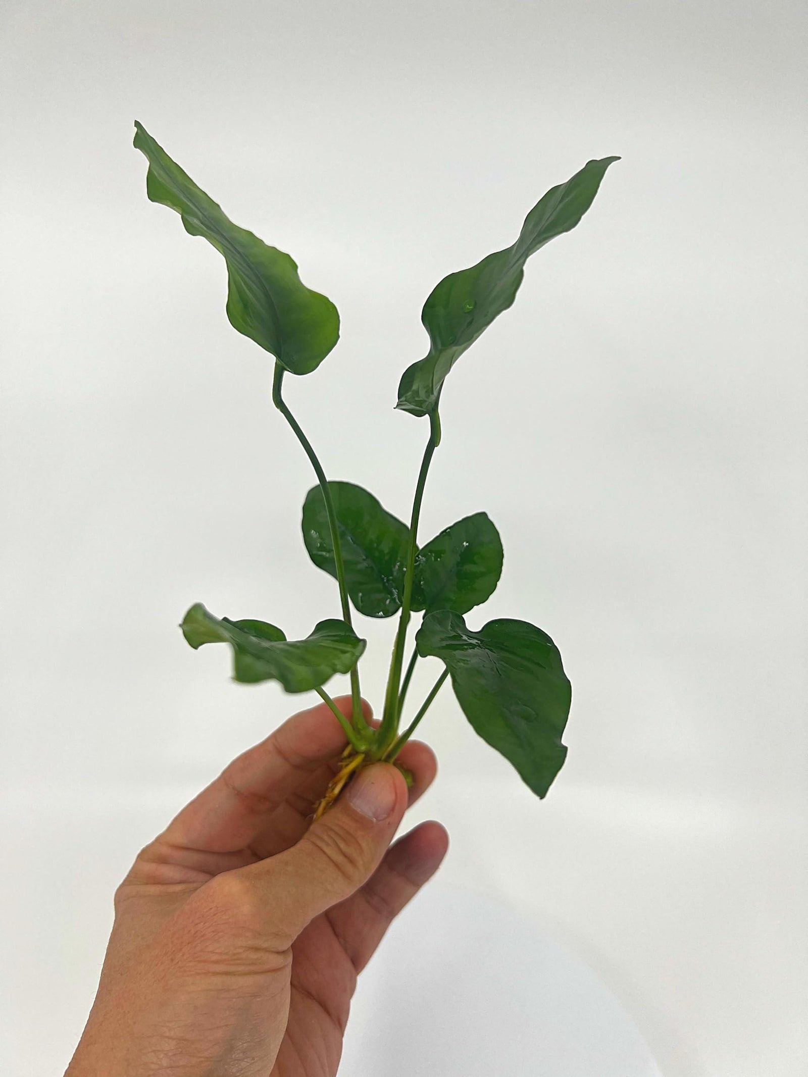 3 Anubias Aquatic Plants Bundle