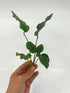 3 Anubias Aquatic Plants Bundle