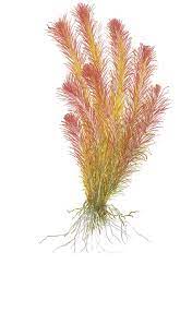 Rotala Wallichii (Bright Red) Plant