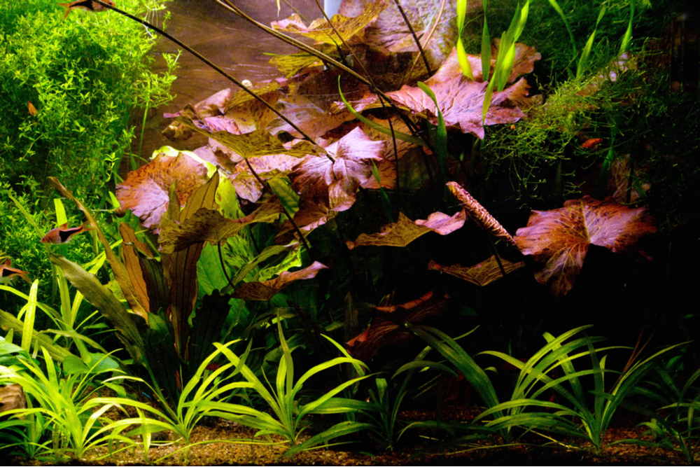 Red Tiger Lotus Aquarium Lily (Nymphaea zenkeri)