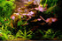 Red Tiger Lotus Lily (Nymphaea Zenderi)