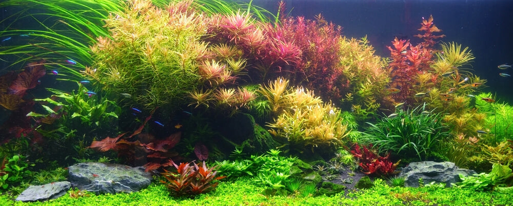 Live Aquarium Plant Essentials Bundle - Hard To Kill