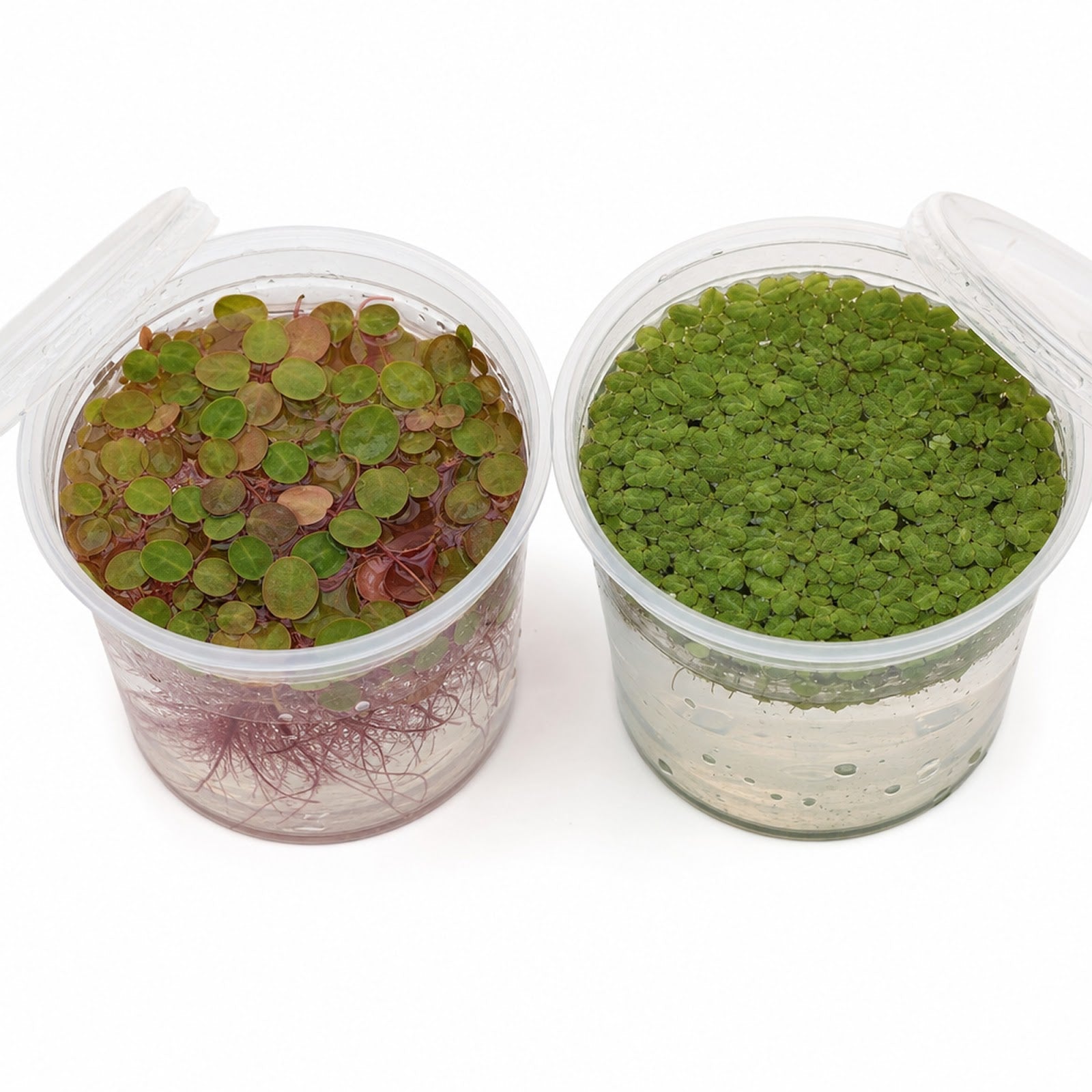Shrimp Tank Floater Kit - Red Root Floater & Salvinia (4 Ounce, 2 Pack)