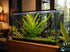 Aponogeton Crispus Bulb Live Aquarium Plant Crinkled Sword Freshwater Easy Beginner Low Light No CO2 - In Aquarium Setting