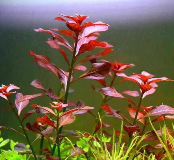 Bright Color Aquarium Plant Bundle healthy growth example