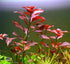 Bright Color Aquarium Plant Bundle healthy growth example