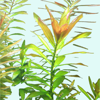 Needle Leaf Ludwigia (Arcuata)