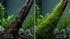 Flame Moss Live Aquarium Plant 3 Pack 4oz Freshwater Moss for Fish Tank from Canton Aquatics
