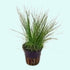 5 X Dwarf Hairgrass (Eleocharis Parvula)