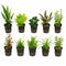 Live Aquarium Plants Bundle - 10 assorted potted freshwater plants