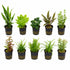 Live Aquarium Plants Bundle - 10 assorted potted freshwater plants