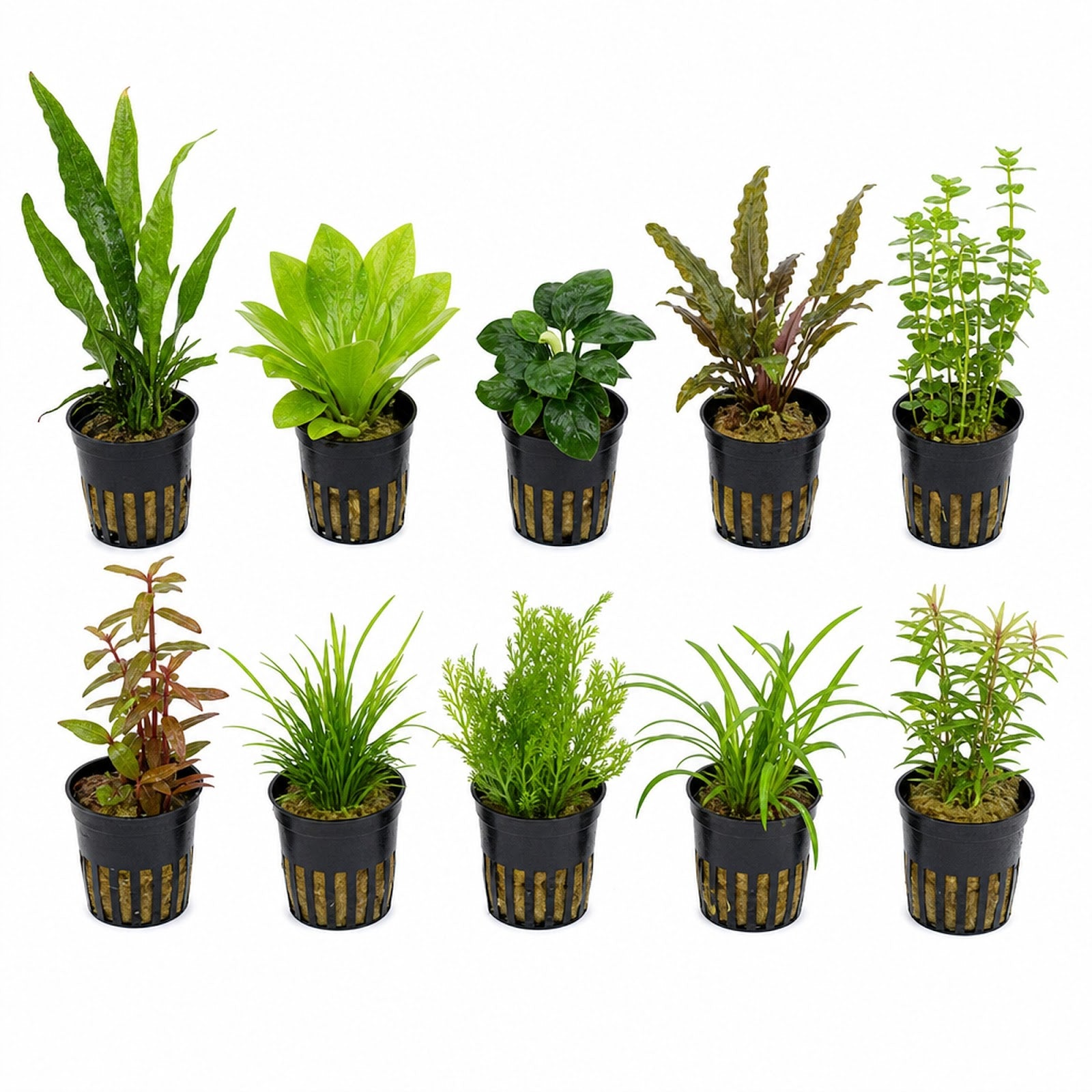Live Aquarium Plants Bundle - 10 assorted potted freshwater plants