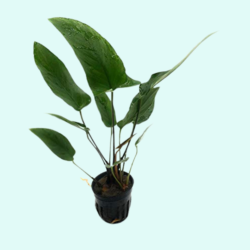 Live Anubias Hastifolia aquarium plant