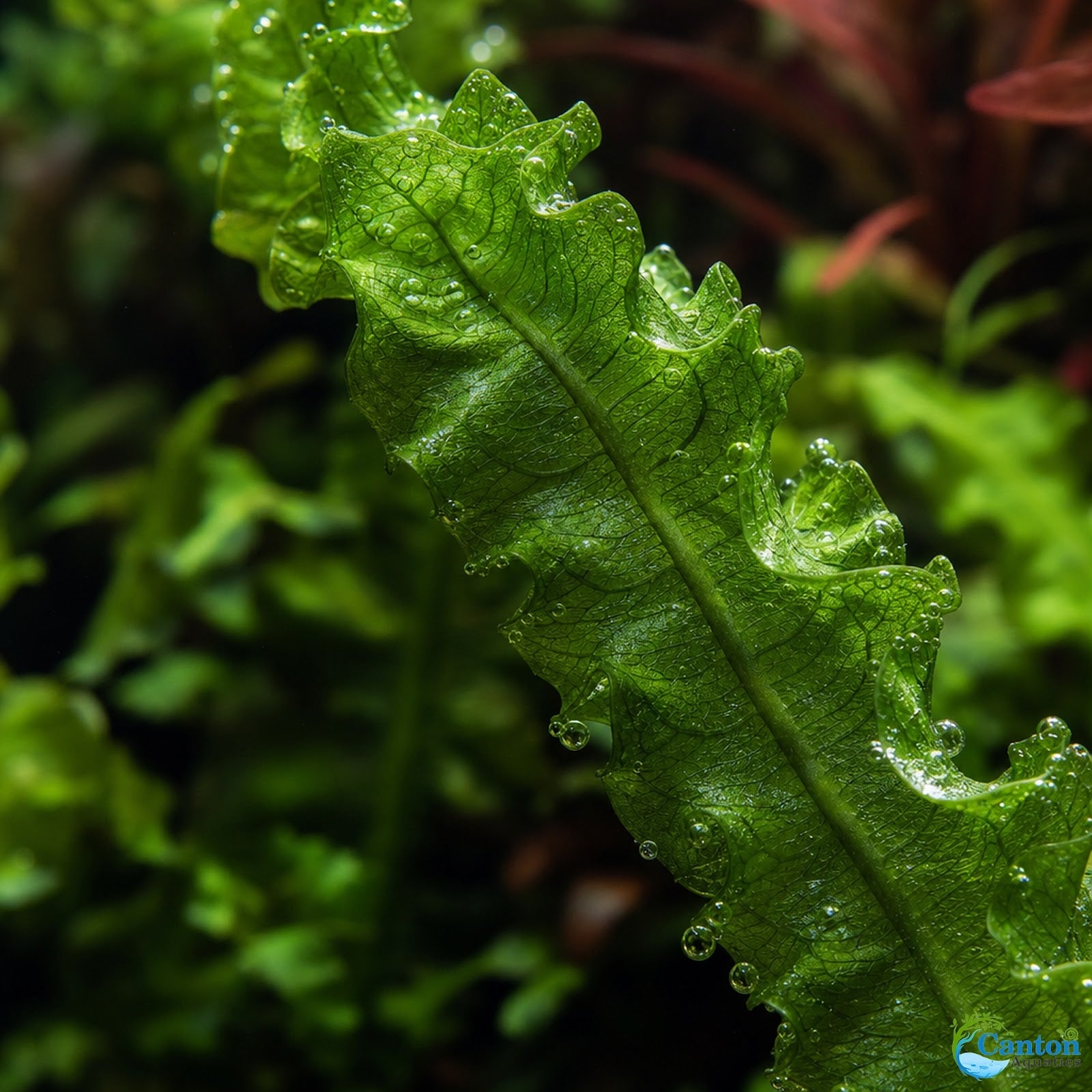 Aponogeton Crispus Bulb Live Aquarium Plant Crinkled Sword Freshwater Easy Beginner Low Light No CO2 - Size Reference