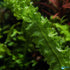 Aponogeton Crispus Bulb Live Aquarium Plant Crinkled Sword Freshwater Easy Beginner Low Light No CO2 - Size Reference