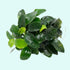 3 Anubias Aquatic Plants Bundle