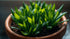 Dwarf Sagittaria (Broadleaf) - Image 11