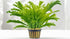 Anacharis Egeria Najas product photo