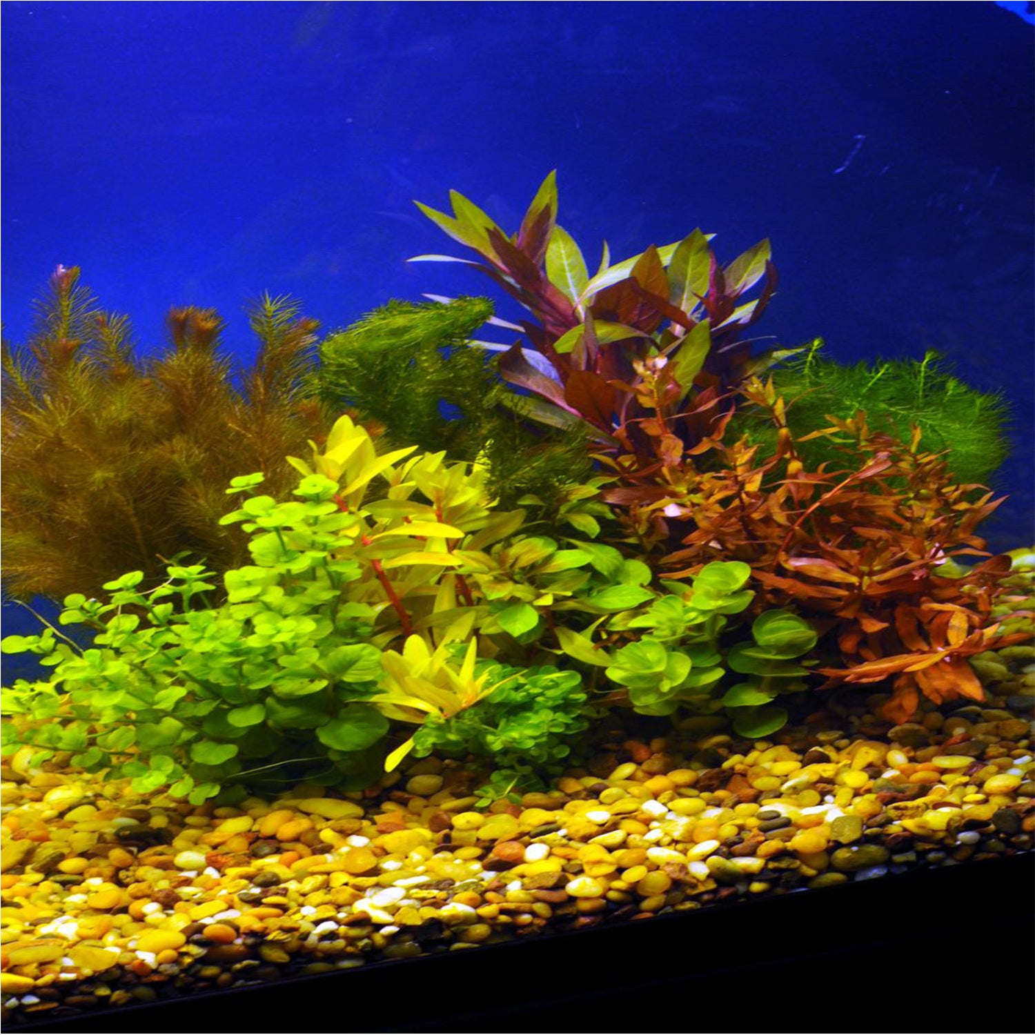 Plant Bundles Canton Aquatics