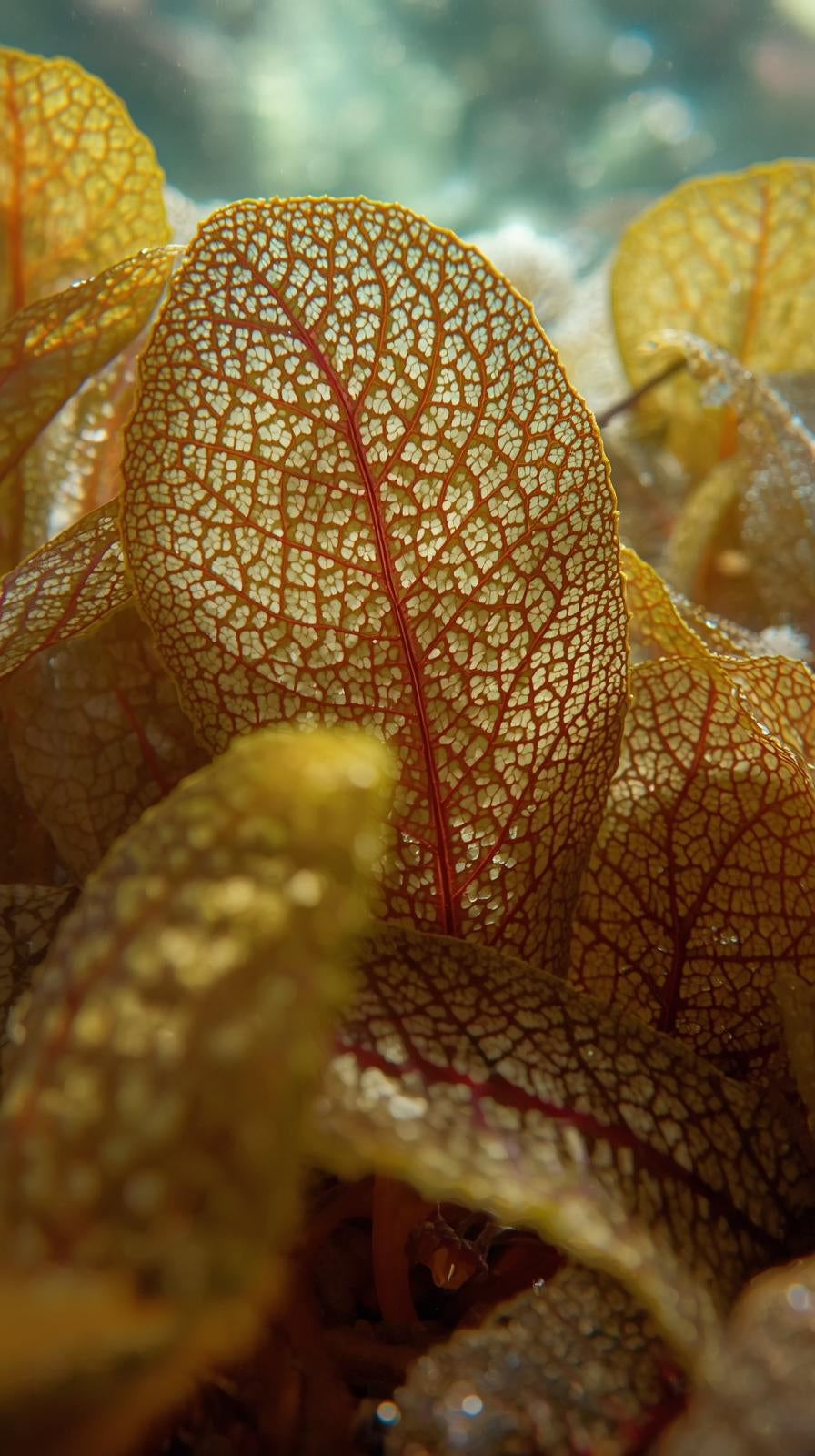 Live Madagascar Lace aquarium plant