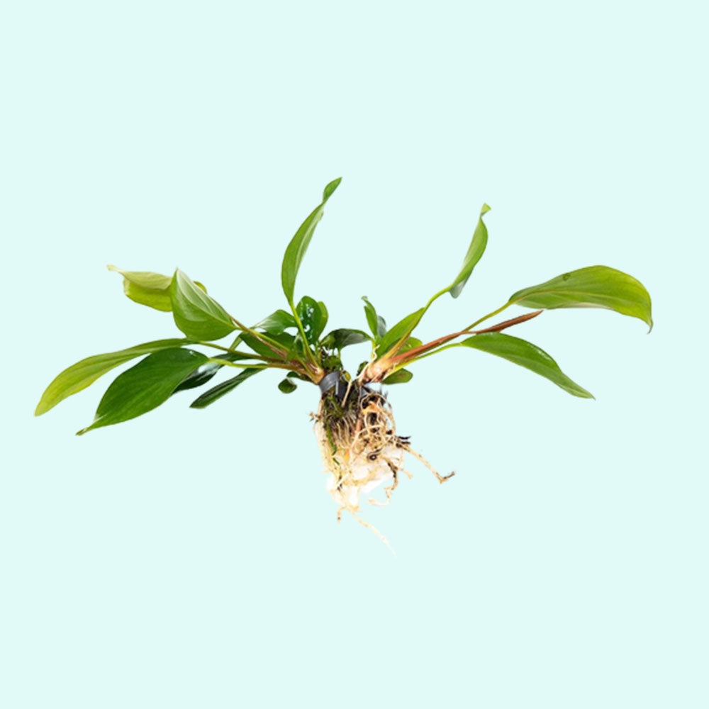 Anubias Hastifolia submerged in planted aquarium