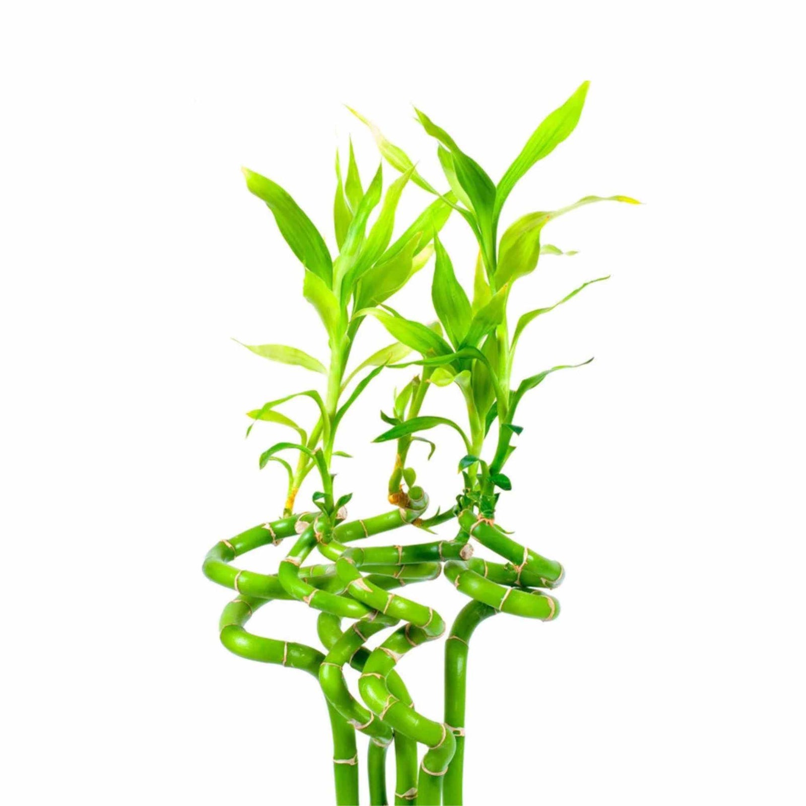 dracaena in aquarium Lucky Bamboo Plant (Dracaena Sanderiana)