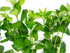 Hygrophila Difformis Water Wisteria Bunch Live Aquarium Plants BUY 2 GET 1 FREE
