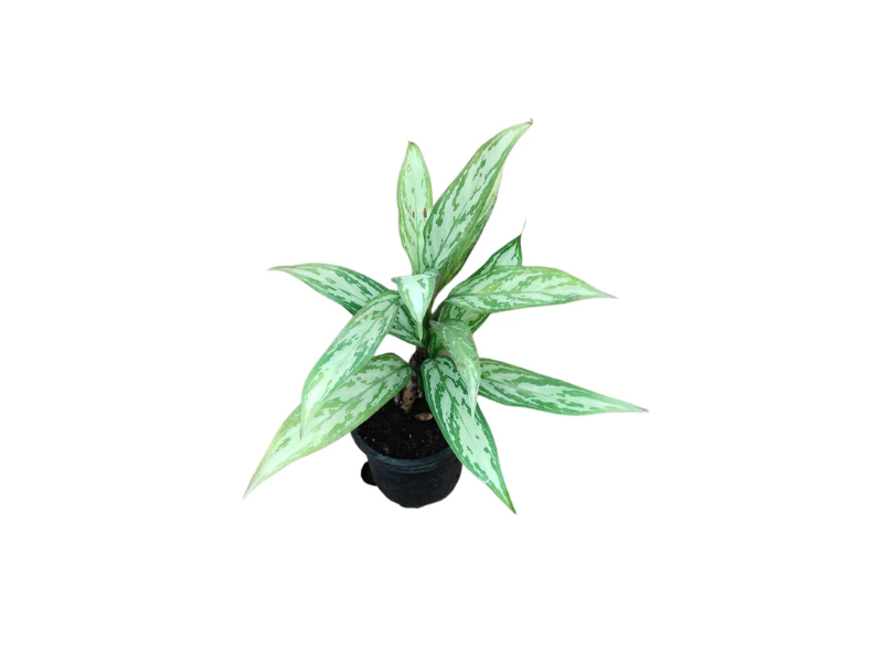 Aglaonema Queen 