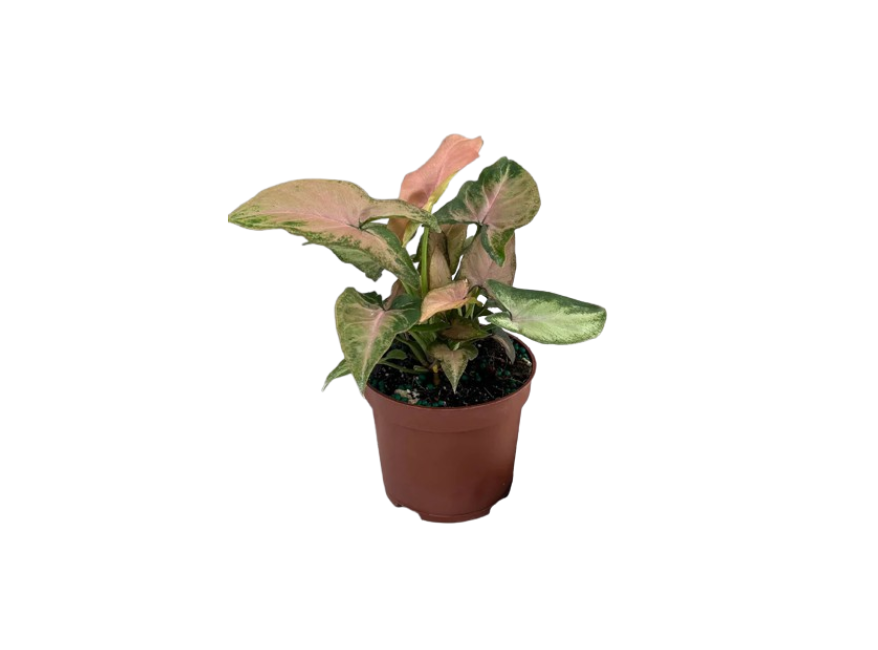 Arrowhead Plant (Syngonium) – Live Houseplant
