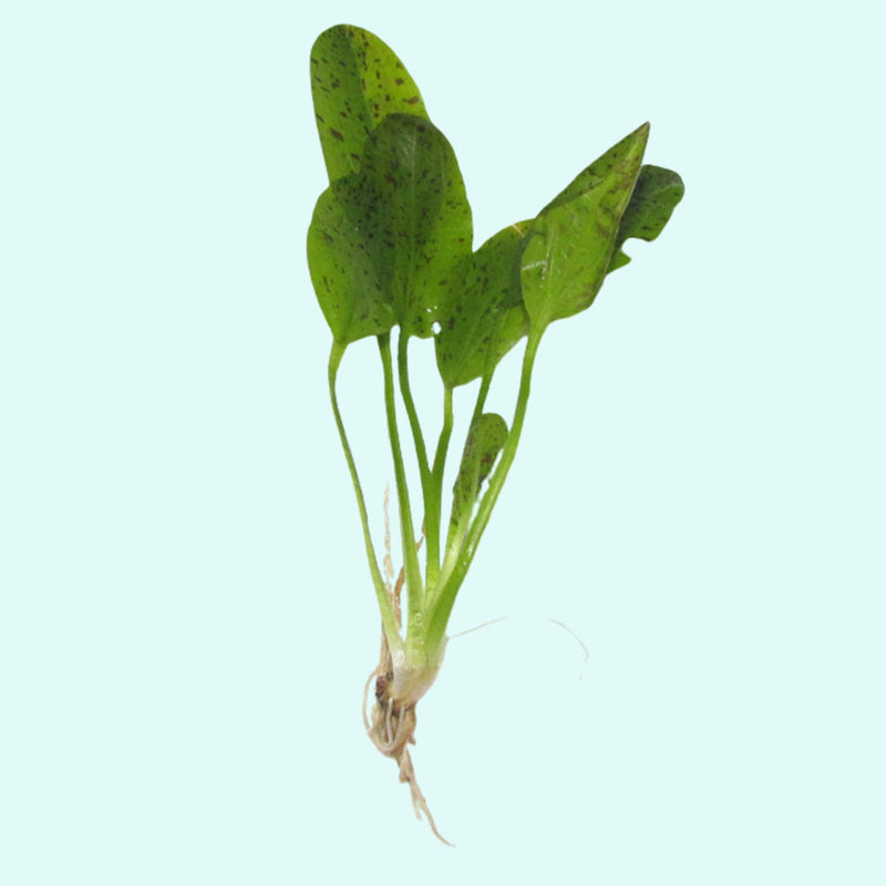 Amazon Sword Green Ozelot (Echinodorus)