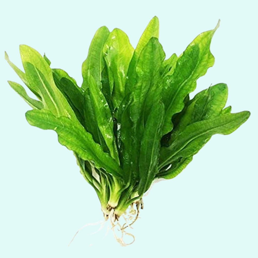 Ruffled Amazon Sword Echinodorus Martii size and color reference