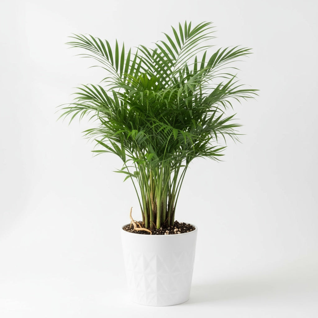 Bella Palm (Chamaedorea elegans)