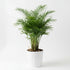 Bella Palm (Chamaedorea elegans)