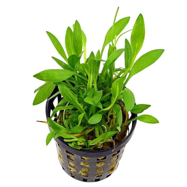 Helanthium Tenellum (Echinodorus) Pot
