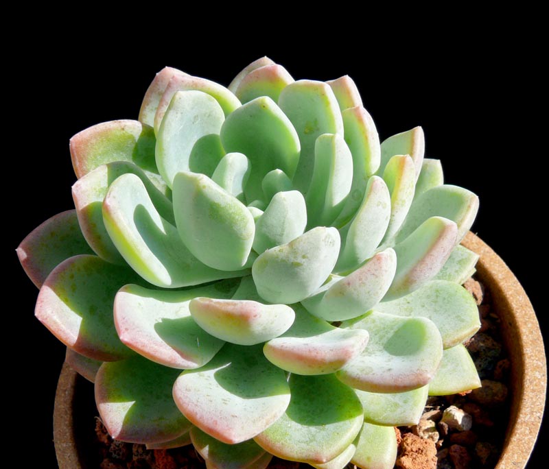 Echeveria Gray Red