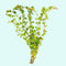 Rotala Indica - Live Aquarium Plant from Canton Aquatics