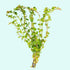 Rotala Indica - Live Aquarium Plant from Canton Aquatics